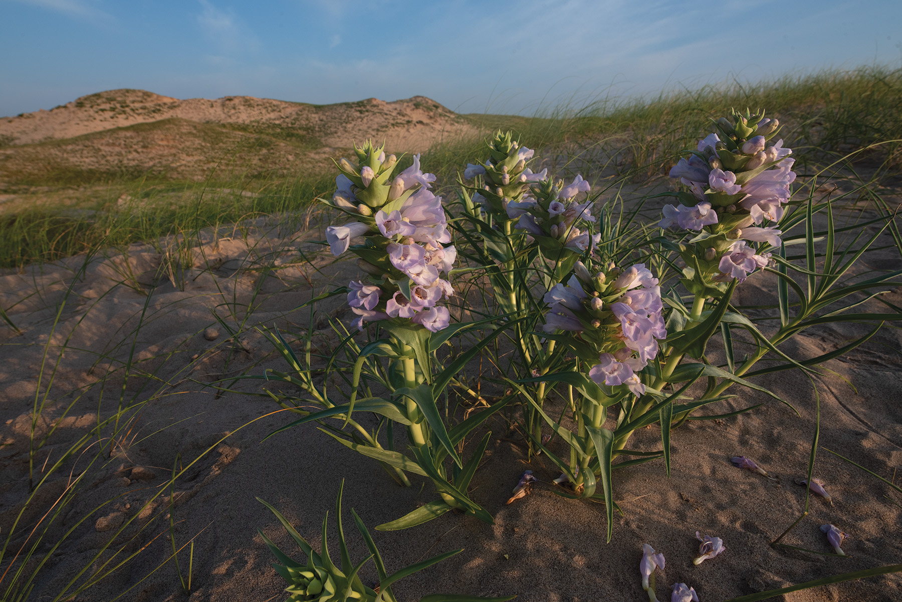 A close up of a flower in the Sandhills.