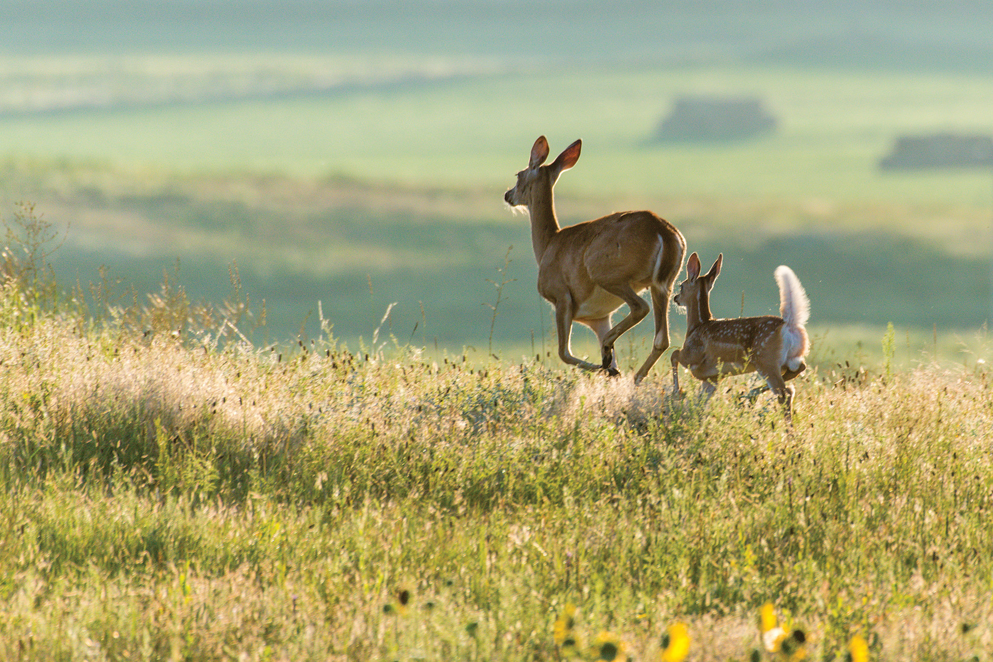 Two deer bounding through the Sandhill's grass.