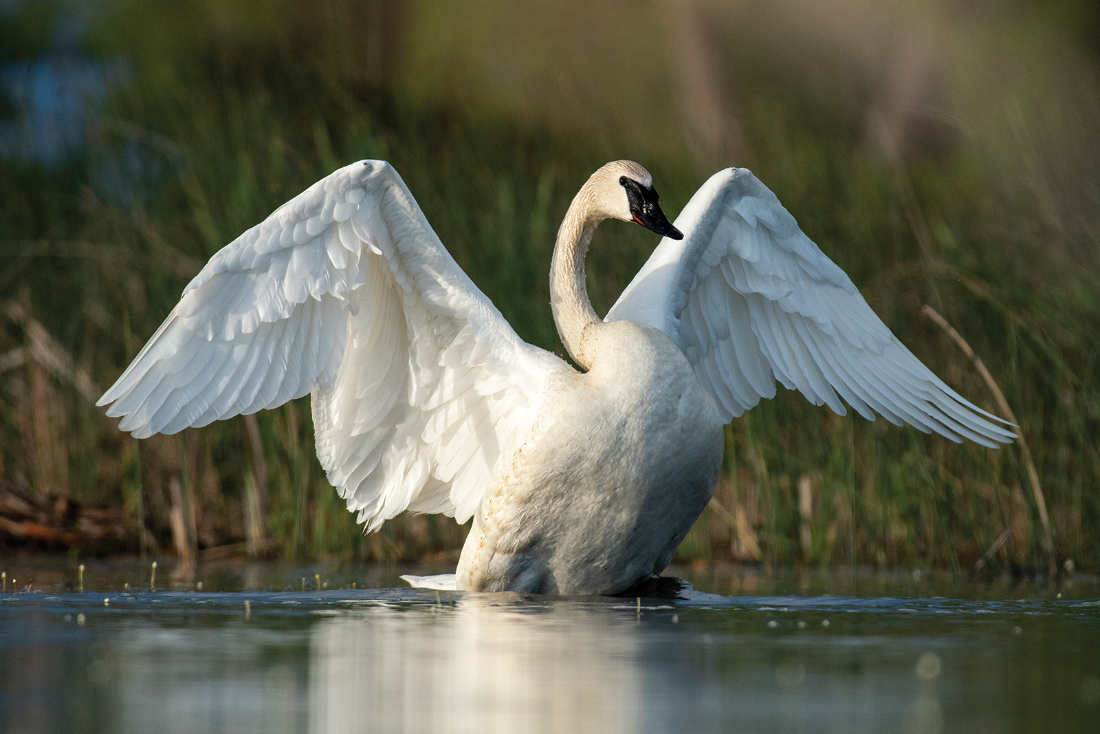 Trumpeter swan stretches its wings near its nest in a Sandhills wetland in Box Butte County.