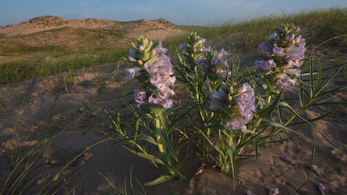 A close up of a flower in the Sandhills.