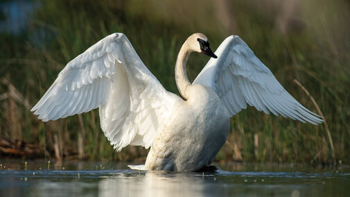 Trumpeter swan stretches its wings near its nest in a Sandhills wetland in Box Butte County.
