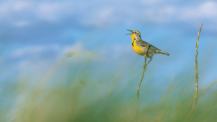 Nebraska’s state bird, the western meadowlark, sings its distinctive song on a Sandhills prairie in Grant County.