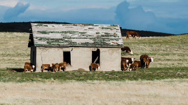 Cattle gathered at an abandoned homestead south of Harrison.