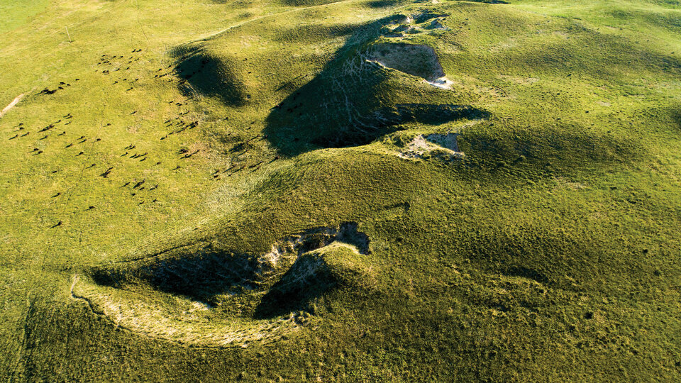Aerial view of cattle grazing on grass-covered dunes.