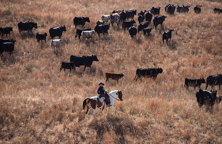 Moving cattle on the Switzer Ranch in Loup County.