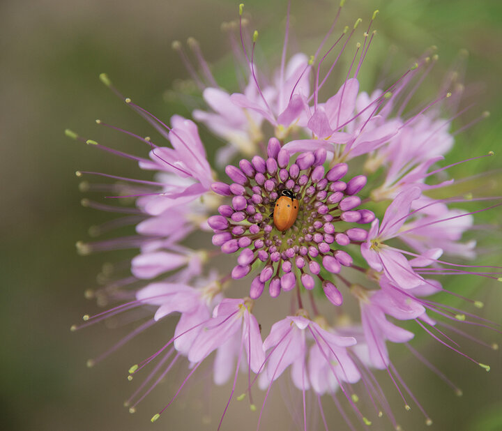 A ladybug finds sanctuary in a Rocky Mountain bee plant in Loup County. Photograph by Michael Forsberg.