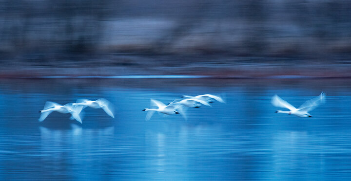 Trumpeter swans fly low over the Calamus Reservoir in Loup County at dawn on a winter’s day.