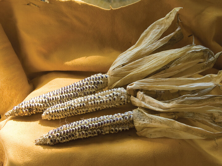 In 2005 Ronnie O’Brien planted the last twenty-five kernels of Pawnee corn in the Echo-Hawk family’s possession, renewing Eagle corn, pictured here.